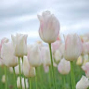 Meet your Posher, Kindra